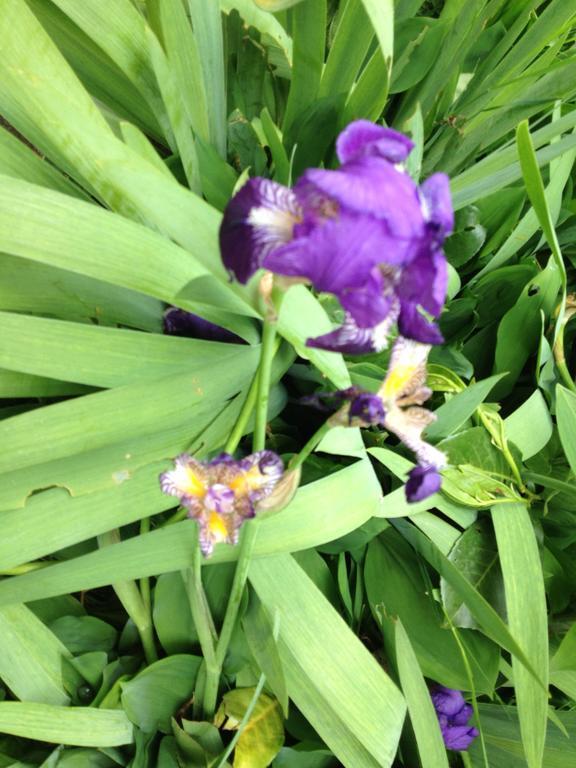 里昂Le Jardin Croix Roussien公寓 外观 照片