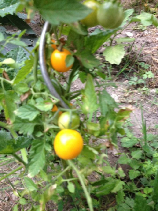 里昂Le Jardin Croix Roussien公寓 外观 照片