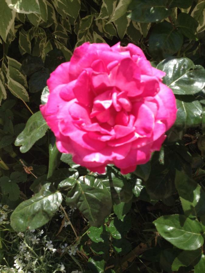 里昂Le Jardin Croix Roussien公寓 外观 照片